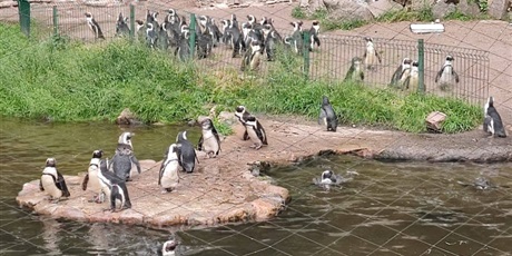 Powiększ grafikę: wizyta-w-zoo-701129.jpg